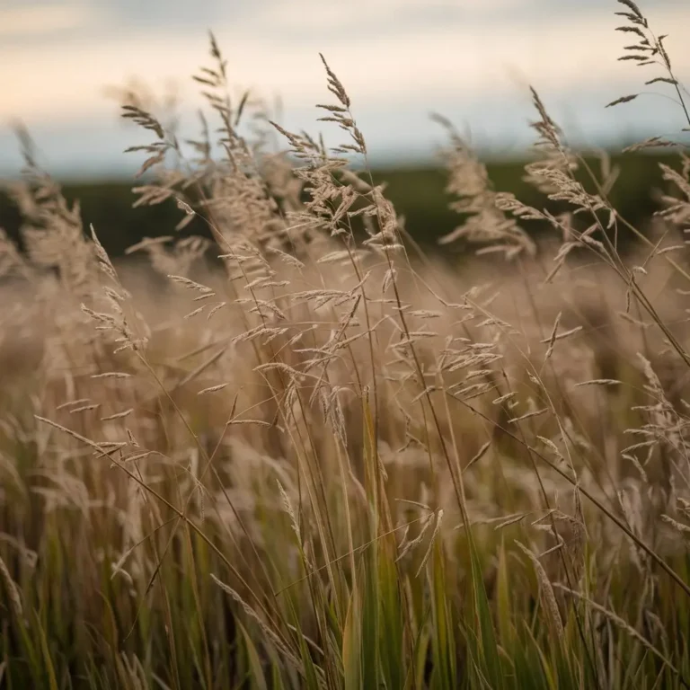 Tall Weeds in Cattaraugus County Herbal