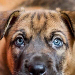 Pup’s Eyes 